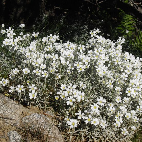 Cerastium tomentosum 'yoyo' pot de 2l/3l