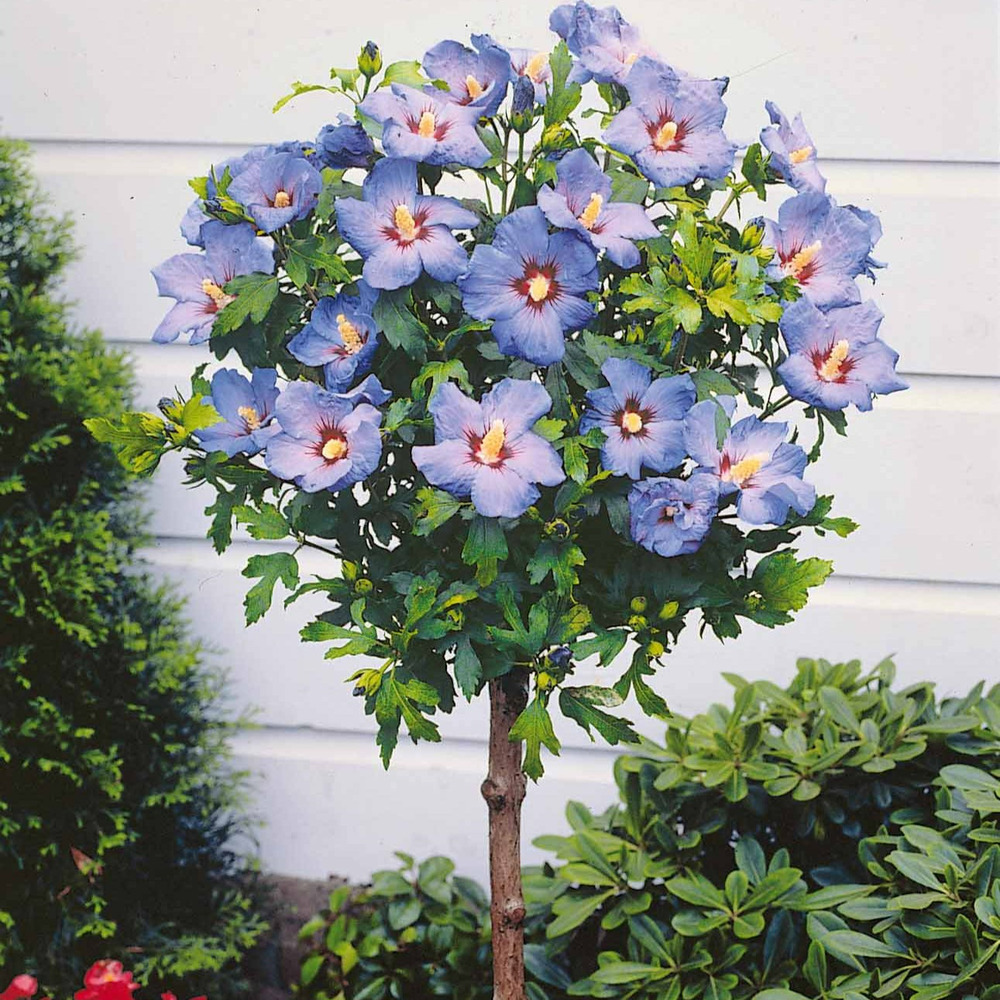 Hibiscus de jardin sur tige bleu - le pot / 4l / tige 45-50cm / hauteur livrée 70-90cm
