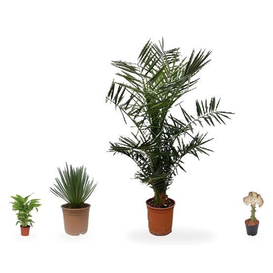 Phoenix canariensis, coin plein soleil — lot de 4 plantes