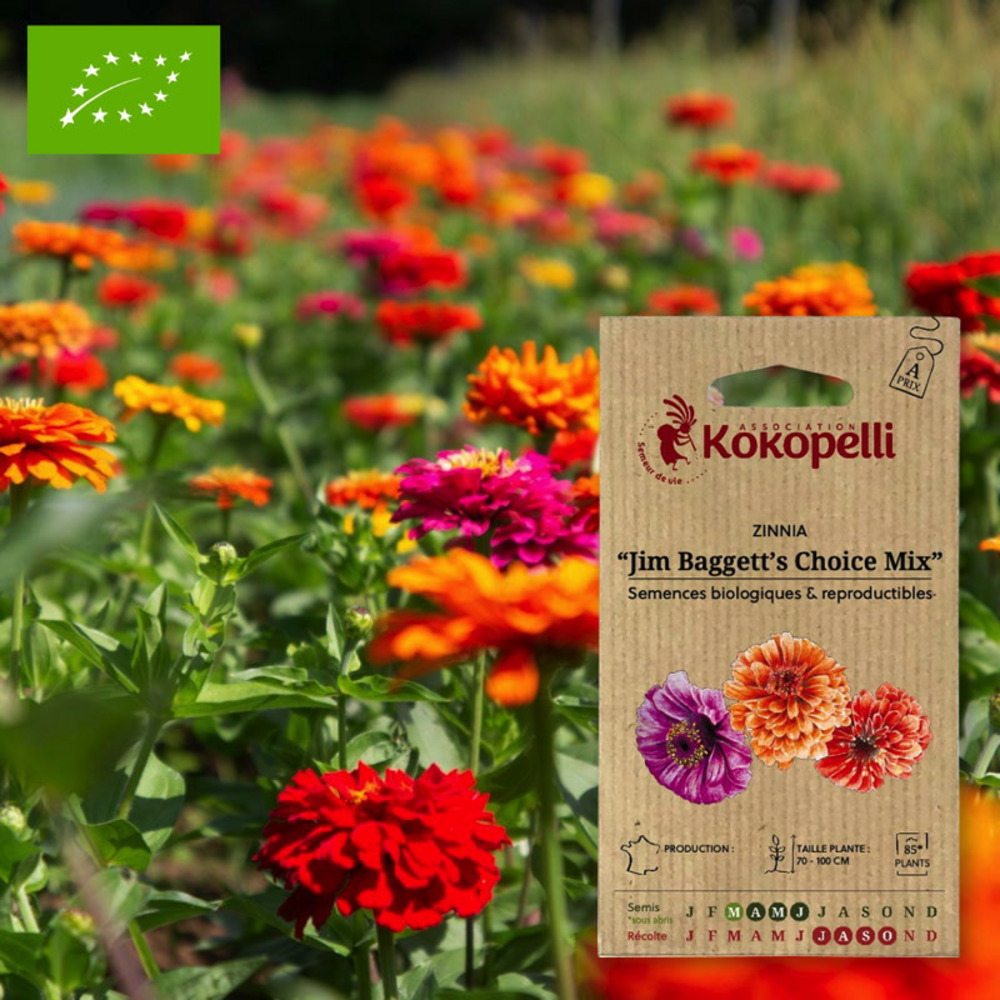 Graines bio à semer - zinnia jim baggett's choice mix