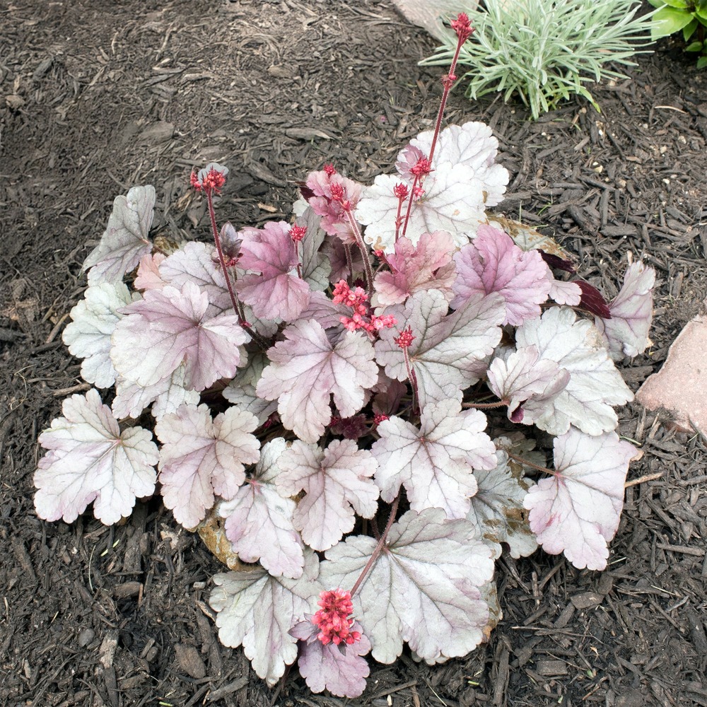 Heuchère silver gumdrop - le pot / ø 9cm