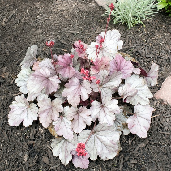 Heuchère silver gumdrop - le pot / ø 9cm