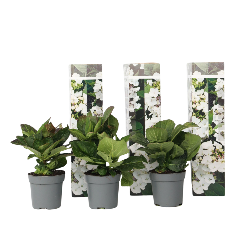 Hortensia - set de 3 - hydrangea macrophylla teller 'benxi' - h25-40cm - ⌀9cm