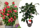 Camellia japonica 'lady campbell' - rose - pot 15cm - hauteur 50-60cm