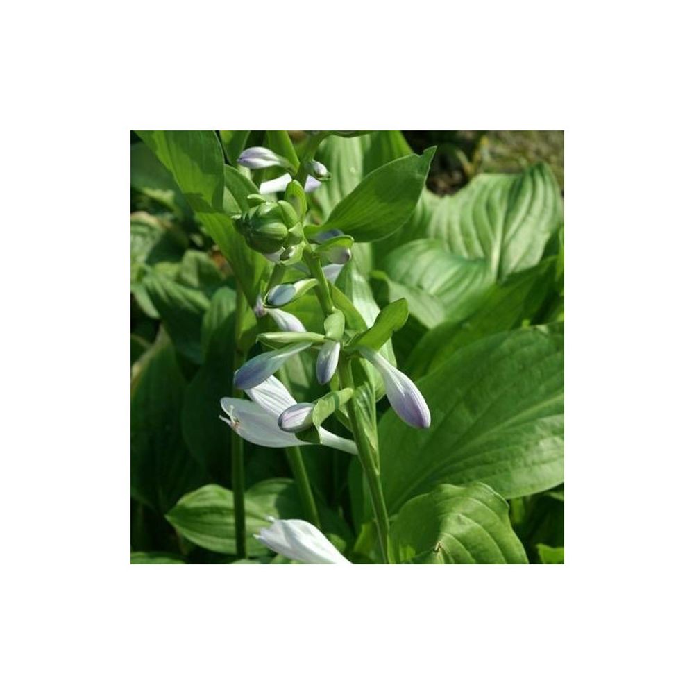 Hosta royal standard godet - 5/20 cm