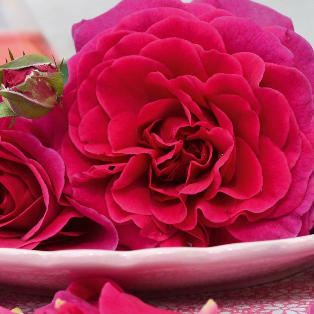 Rosier arbustif voluptia® purple™ 'noa38121' pot de 3l - 30/60 cm