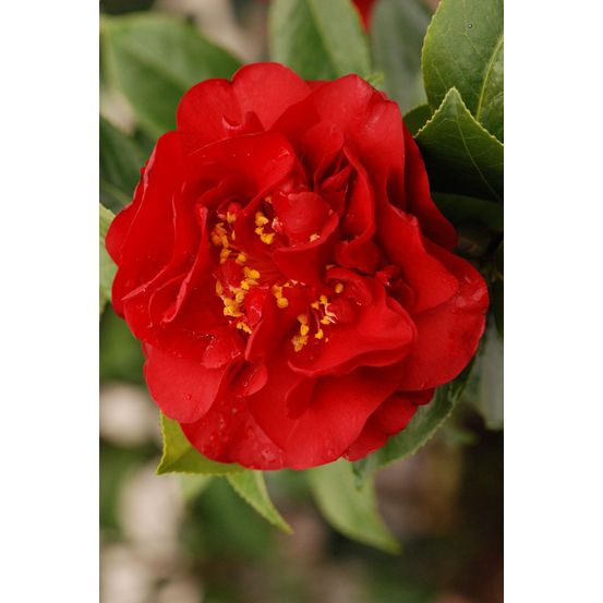 Camelia 'fondation luciano pavarotti' - en pot de 2 litres