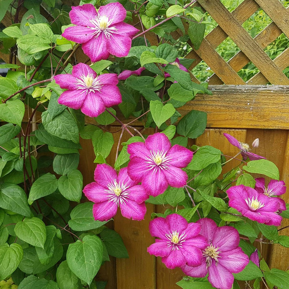 Clématite ville de lyon - le pot / ø 9cm / hauteur livrée environ 25cm, vendu par lot de 2