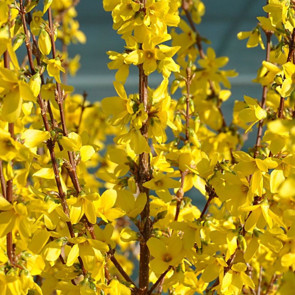 Forsythia week end® 'courtalyn', mimosa de paris pot de 4l - 40/60 cm
