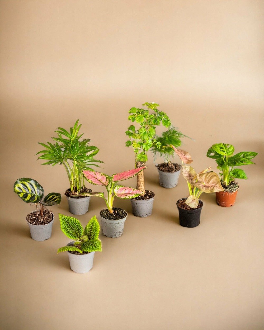 Baby plantes surprises x 6 baby plantes