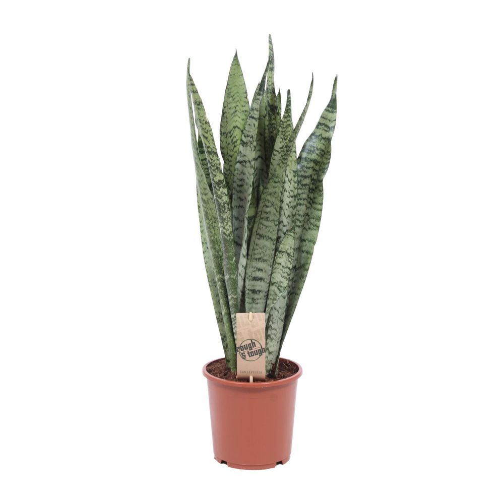 Sansevieria zeylanica - ø17cm - ↕60cm - plantes d'intérieur