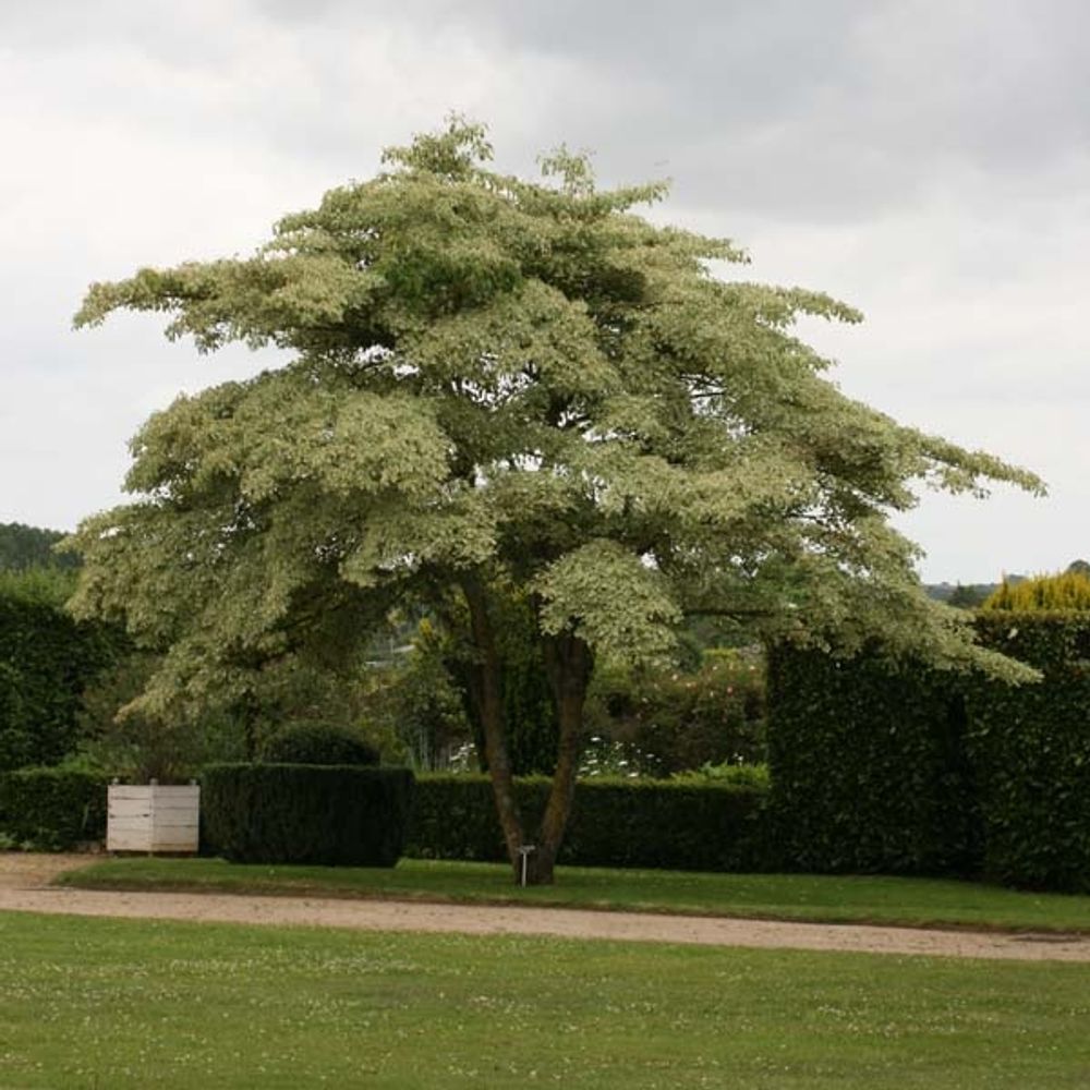 Cornus controversa 'variegata' pot de 4l/5l