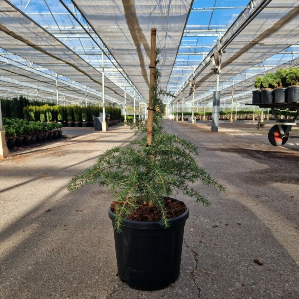 Cèdre du liban 'dino' pot 8l 40/50cm - cedrus libani dino