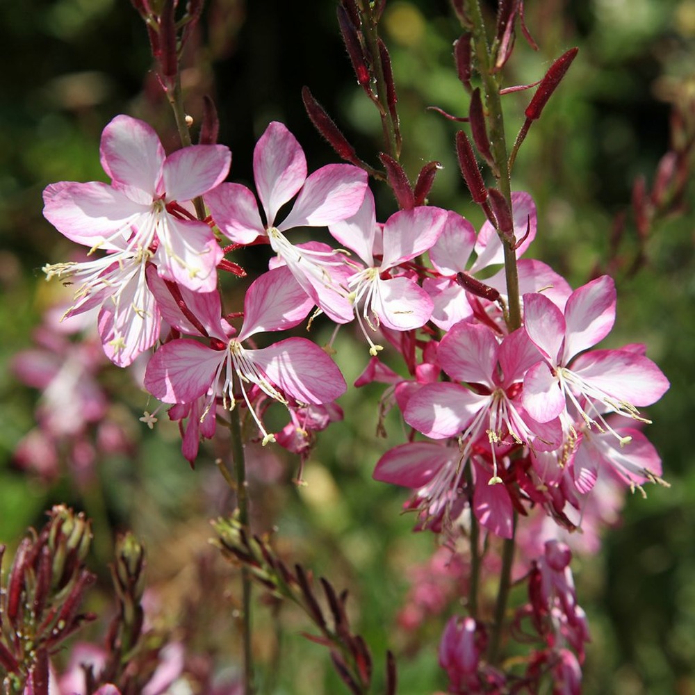 Gaura lindheimeri 'rosy jane' godet de 8/9 cm
