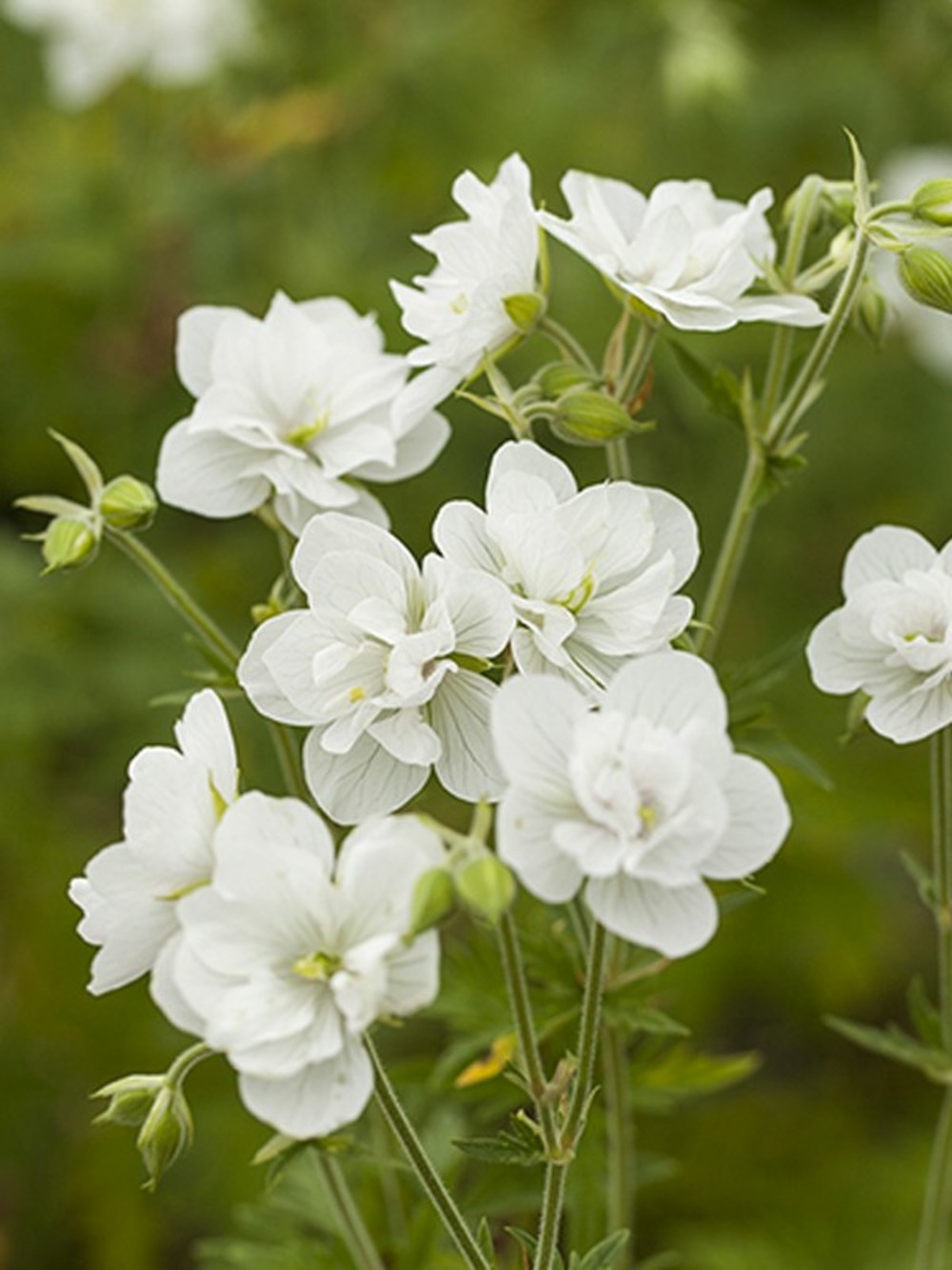 Géranium vivace des près 'laura' godet de 8/9 cm