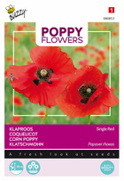 Buzzy poppy flowers, coquelicot simple rouge