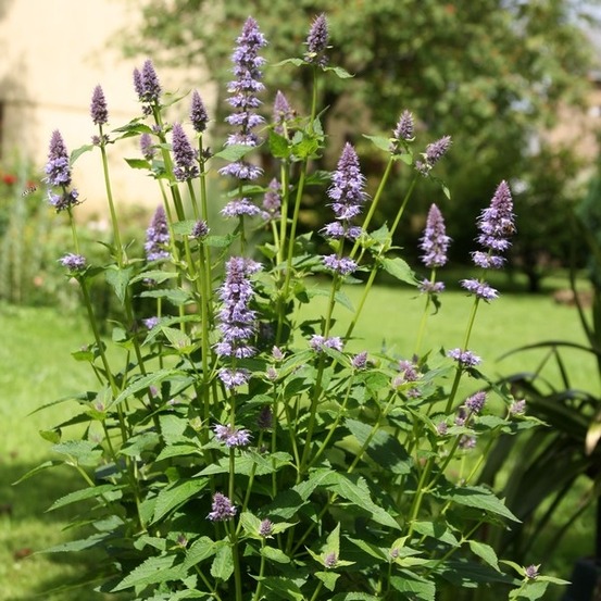 Agastache 'blue fortune' godet de 8/9 cm