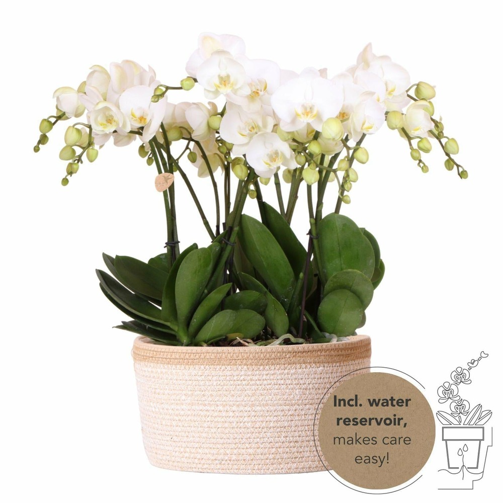 Panier en coton avec 3 orchidées blanches et arrosage intégré