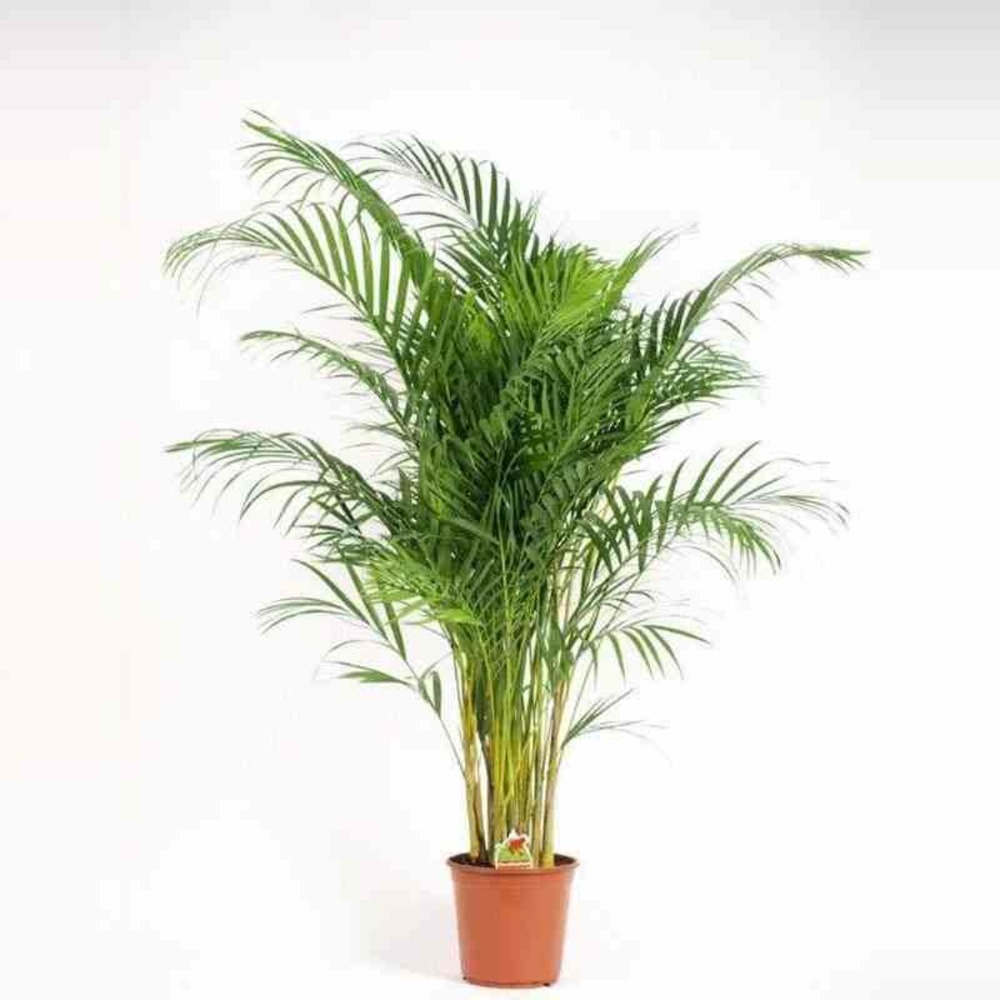 Chrysalidocarpus lutescens (aréca, palmier d'arec, palmier doré) pot de 2 litres ? 40/60 cm