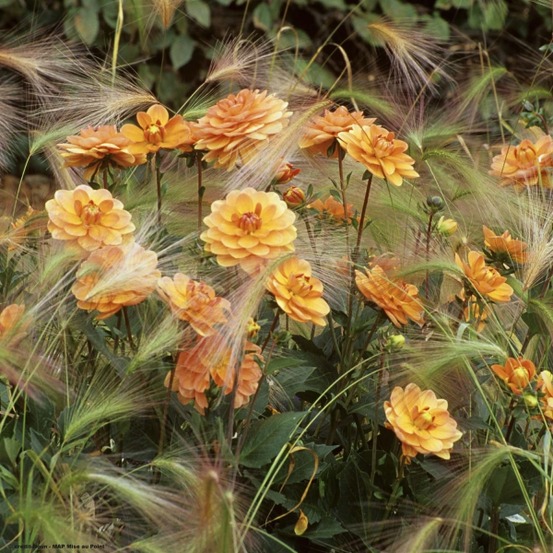 Dahlia camélia 'dr ph. Riedell' bulbe calibre i