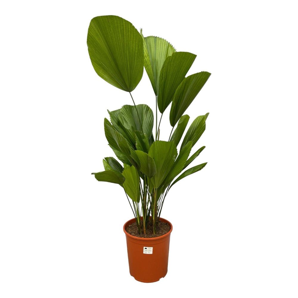 Licuala grandis - plantes d'intérieur