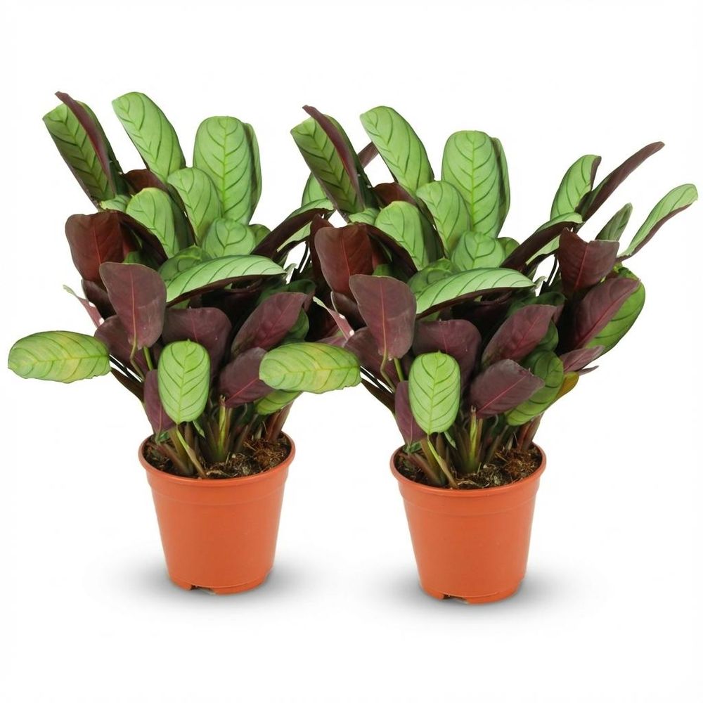 Ctenanthe amagris - pot de 14cm - hauteur: 25-40 cm