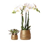 Plante d'intérieur - duo orchidée phalaenopsis blanche et crassula ovata et leurs caches-pots en céramique doré 35cm