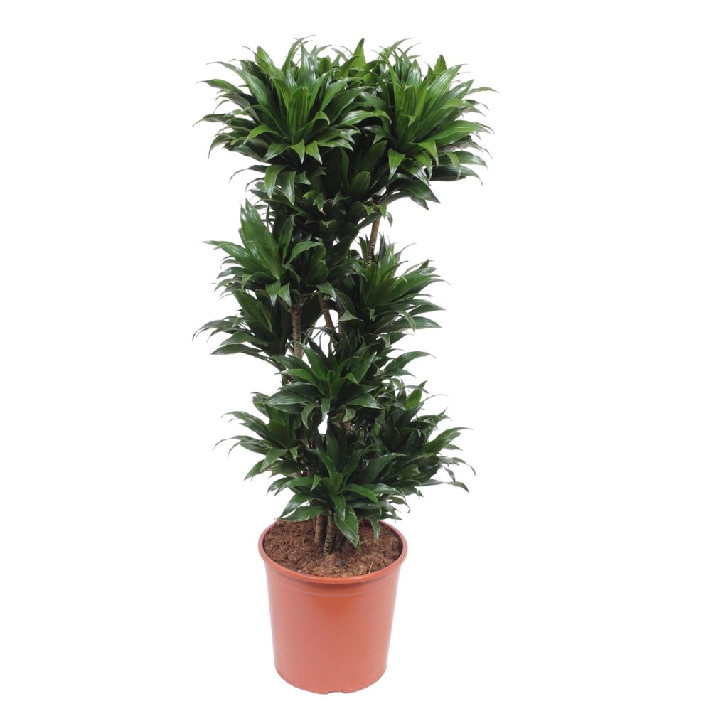 Dracaena compacta - plantes d'intérieur