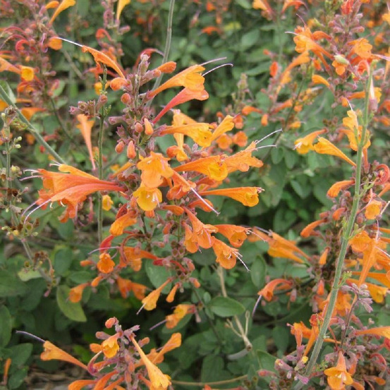 Agastache tango godet - 5/20 cm