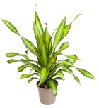 Plante d'intérieur - dracaena 'charley' 90.0cm