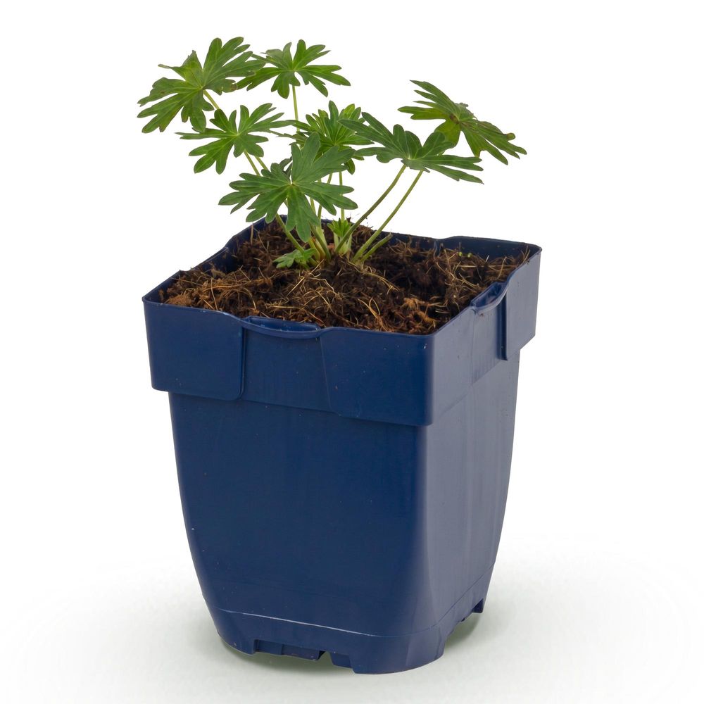 Géranium sanguin album - h 15-25 cm, pot ø11 cm