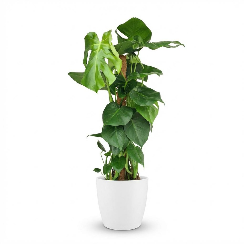 Monstera deliciosa sur tuteur - blanc - h90 cm