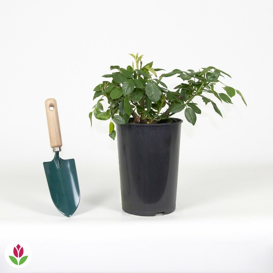 Rosier white symphony - le pot / 4l / hauteur livrée 15-40cm