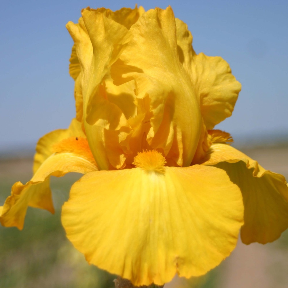 Iris des jardins 'gold galore' godet de 8/9 cm
