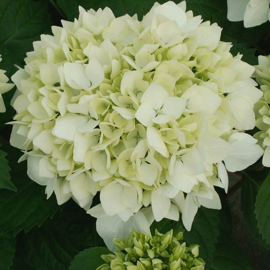Hortensia 'soeur thérèse' pot de 2l/3l