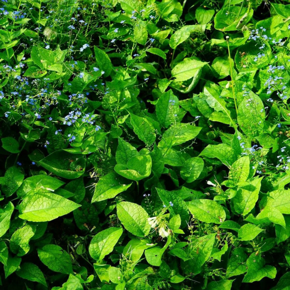 Myosotis de sibérie lot de 9 godets