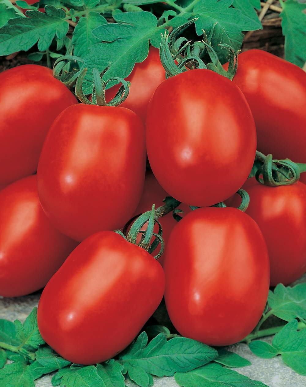 Tomate roma vf - 1 g