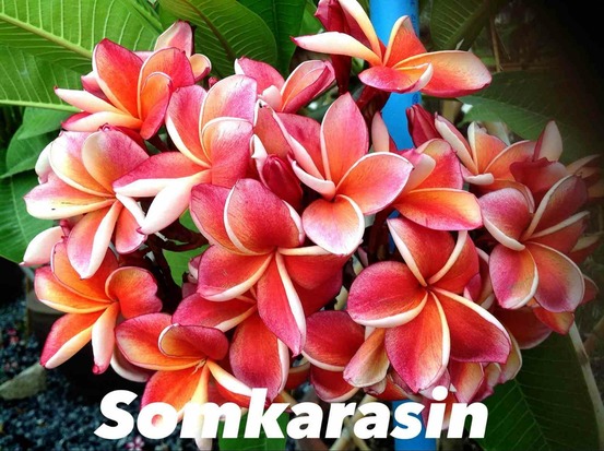 Plumeria rubra