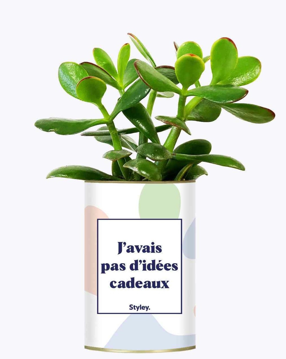 Plante personnalisée - j'avais pas d'idées cadeaux - cactus