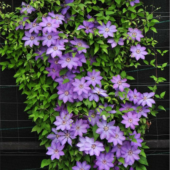 Clématite baltyk pot de 1,5l - tuteur bambou 30/60 cm