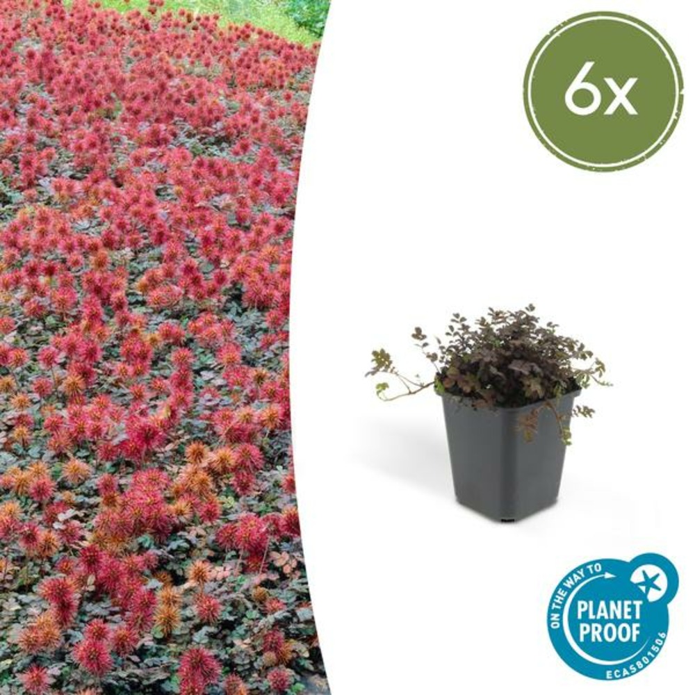 Lot de 20 - acaena microphylla (acaena microphylla) 'kupferteppich'