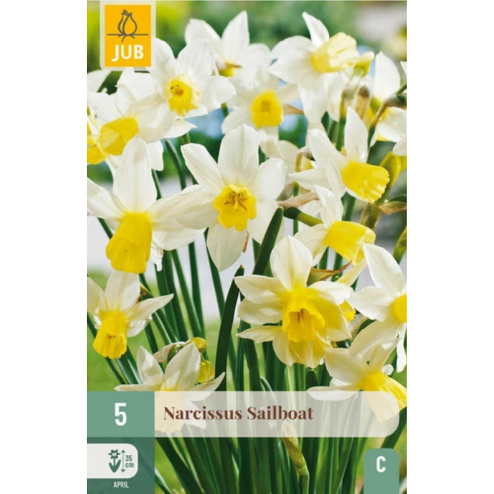 5 bulbes de narcisses sailboat jaunes et blancs