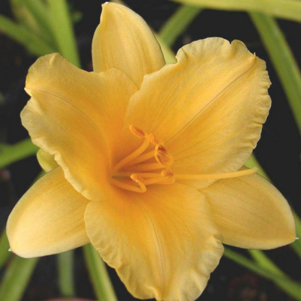 Hémérocalle stella de oro lot de 9 godets