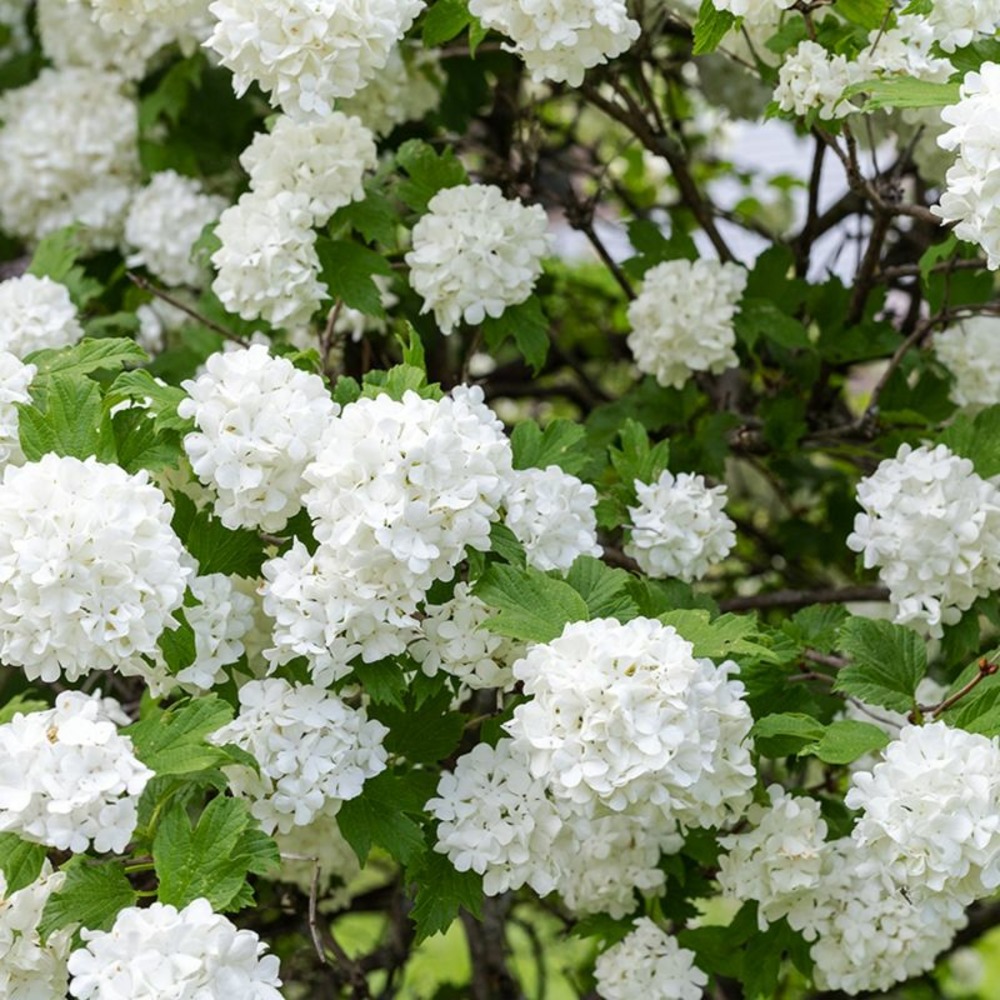 Hortensia à grandes feuilles 'sœur thérèse' (hydrangea macrophylla 'soeur thérèse')