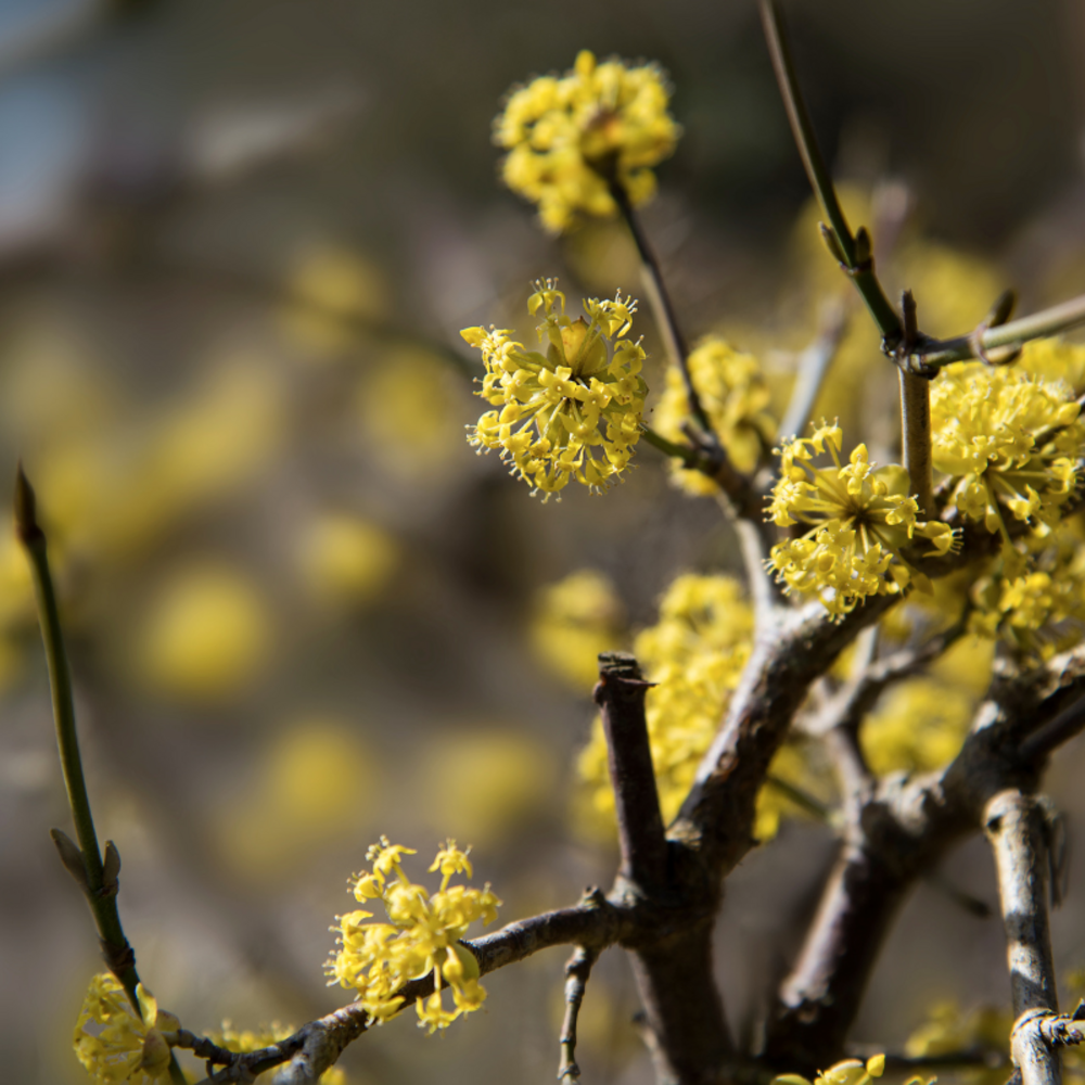 Cornouiller mâle - cornus mas 60/80 cm pot 3l