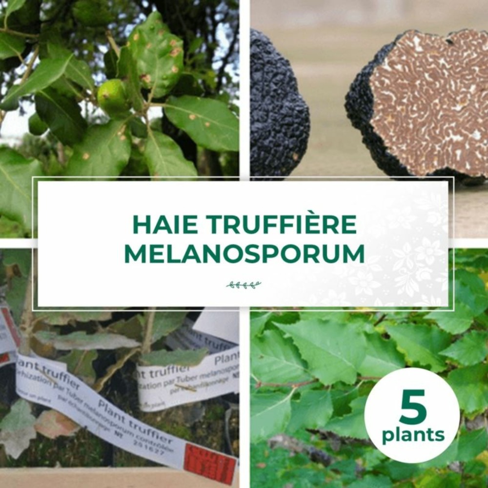Kit haie truffière melanosporum | bande boisée - 5 plants