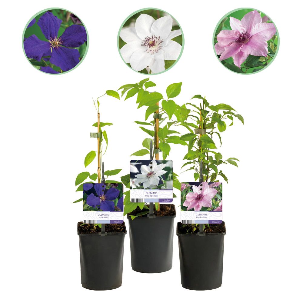Clématite - lot de 3 - pot 11 cm - hauteur 40 cm - assortiment - plante d'extérieur