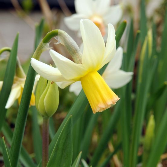 Narcisse 'winter walzer ' bulbe calibre 12/14 (par 10)