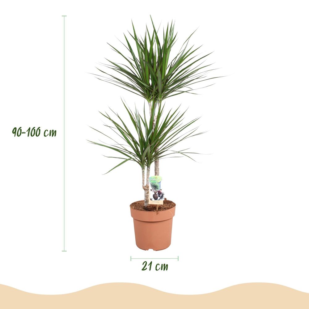 Dracaena marginata