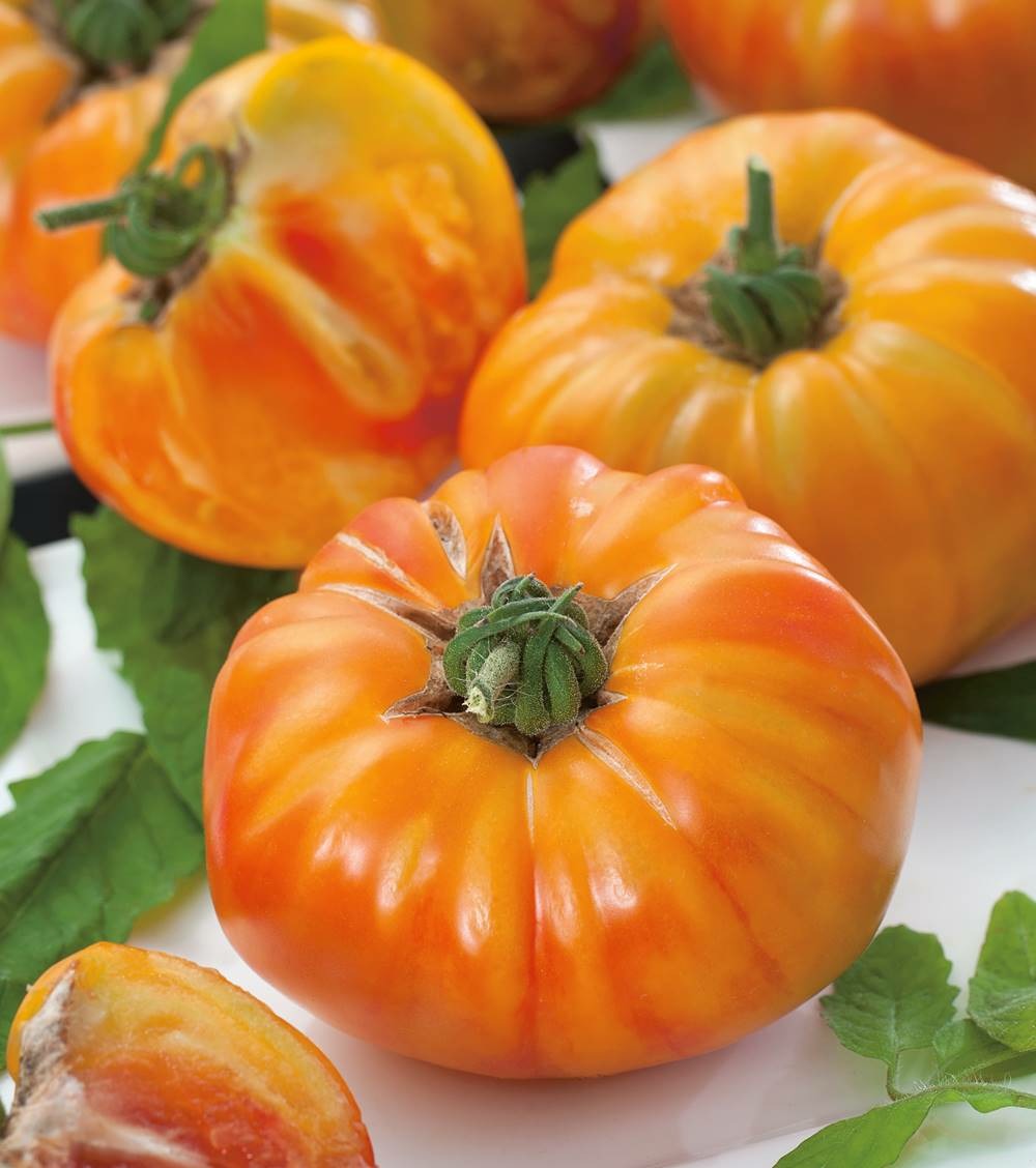 Tomate ananas hf1 - 25 semences